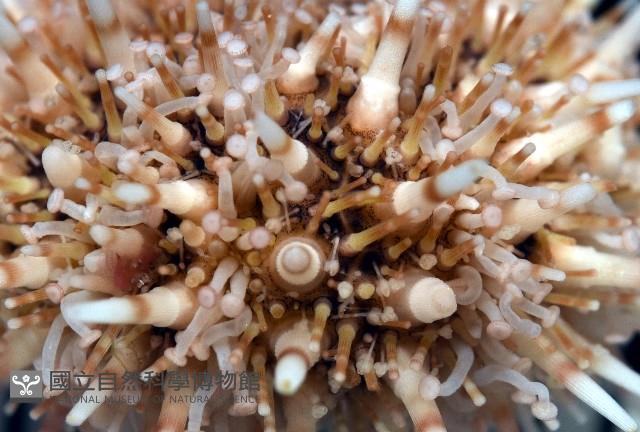 疣裸海膽藏品圖，第5張