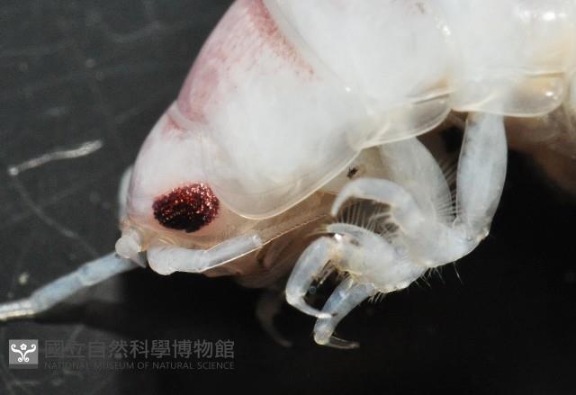未知種浪漂水虱藏品圖，第5張