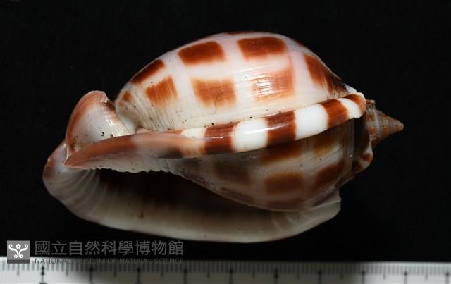 棋盤鬘螺藏品圖，第5張