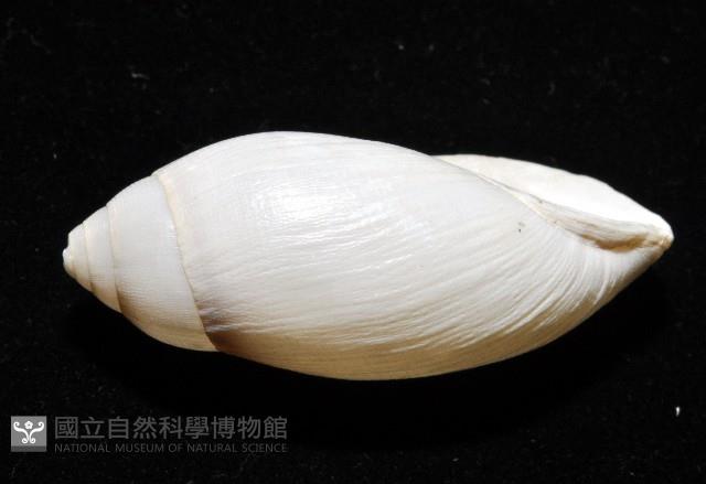 猶大耳螺藏品圖，第5張