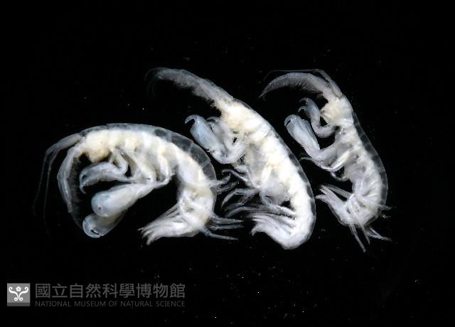 未知種跳蝦藏品圖，第5張