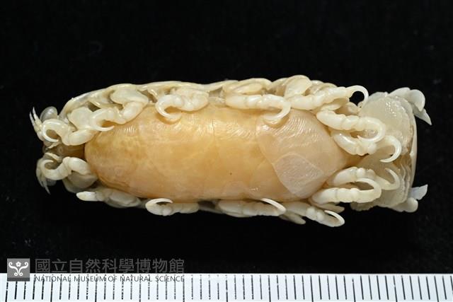 典型額胸水虱藏品圖，第5張
