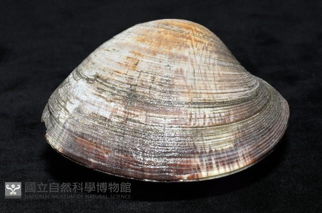 櫻桃寶石簾蛤藏品圖，第5張