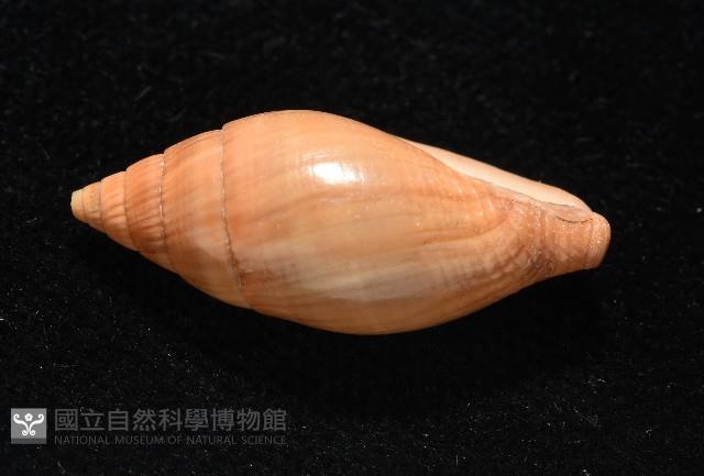 登錄號:007819-00115藏品圖，第5張