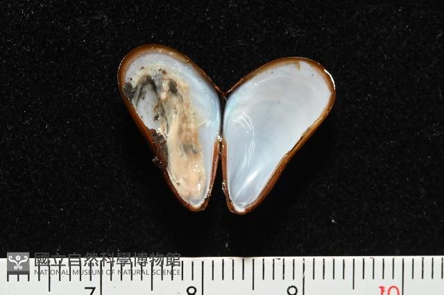 平端深海殼菜蛤藏品圖，第5張