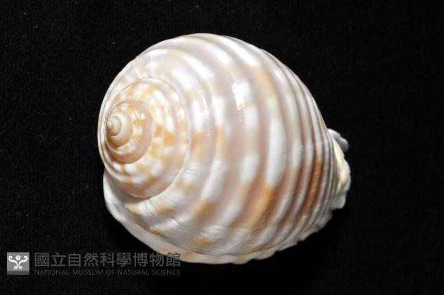 巴西粗齒鶉螺藏品圖，第5張