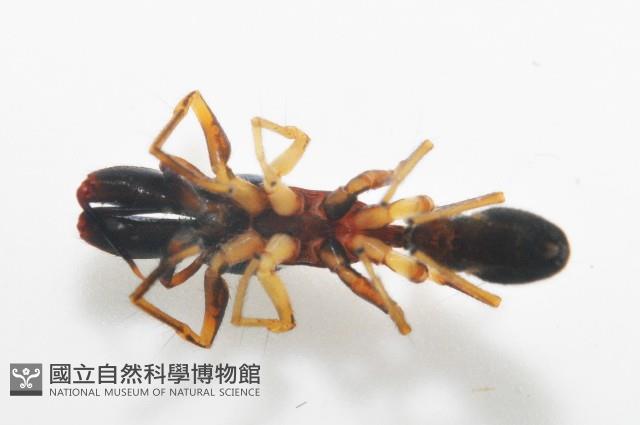 黑色蟻蛛藏品圖，第5張
