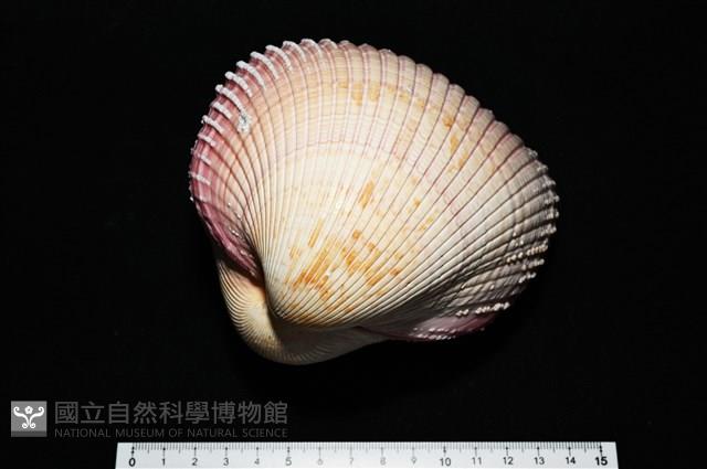 巨鳥尾蛤藏品圖，第5張