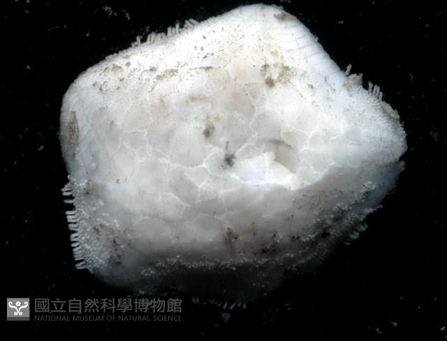 未知種開曼海星藏品圖，第5張