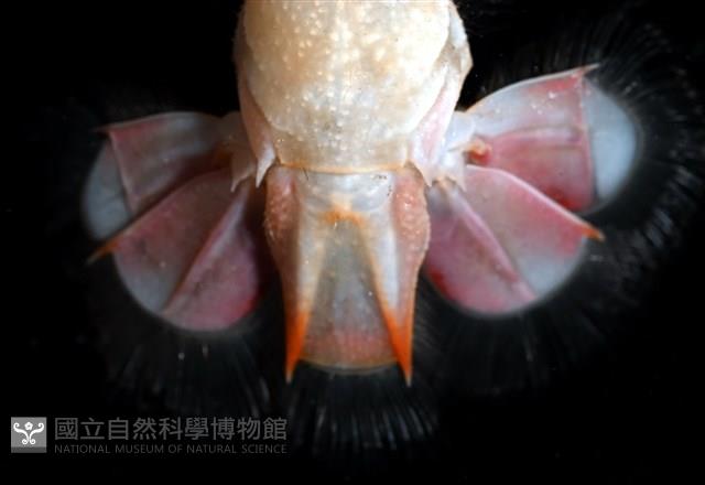 史氏擬海螯蝦藏品圖，第5張