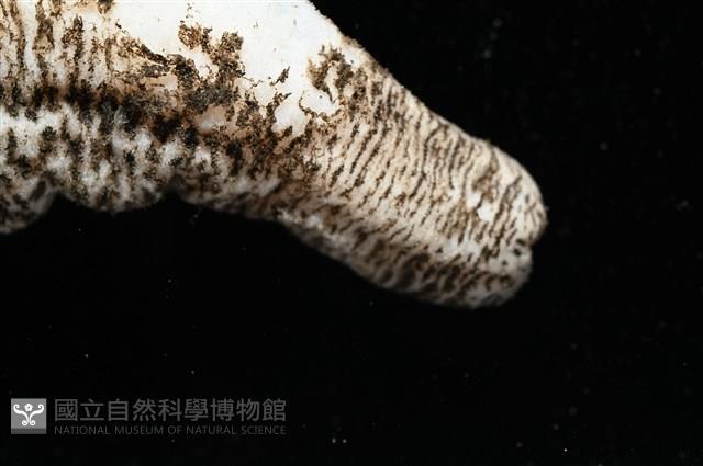 未知種尻參藏品圖，第5張