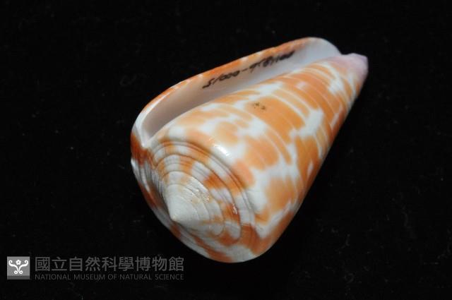 紅磚芋螺藏品圖，第5張