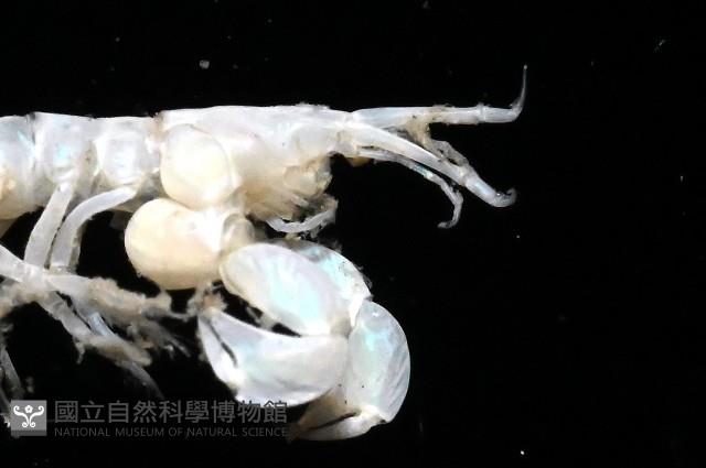未知種端足類藏品圖，第5張