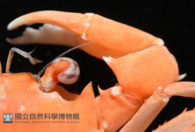 音樂聲蟹藏品圖，第5張