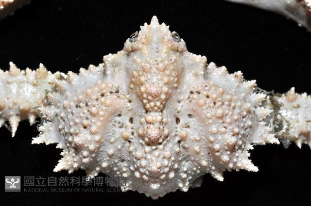 強壯菱蟹藏品圖，第5張