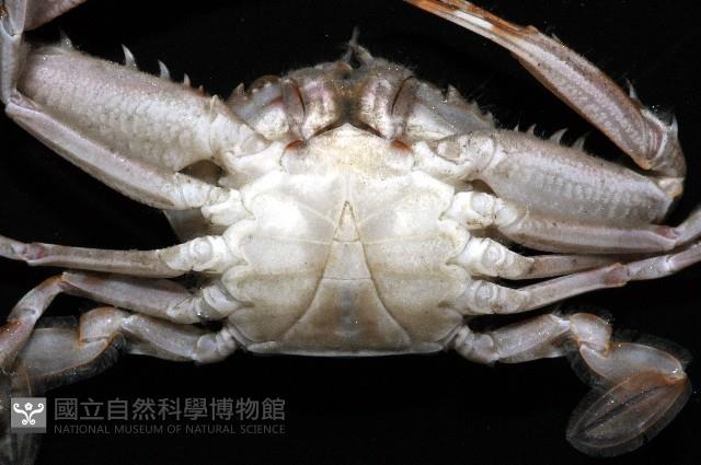 圓形狼牙蟹藏品圖，第5張