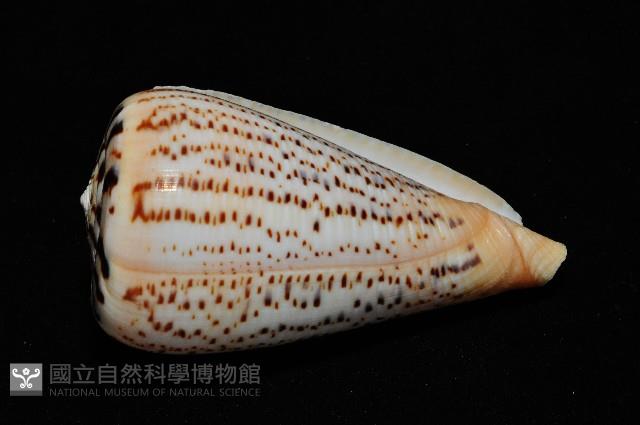 沙漏芋螺藏品圖，第5張