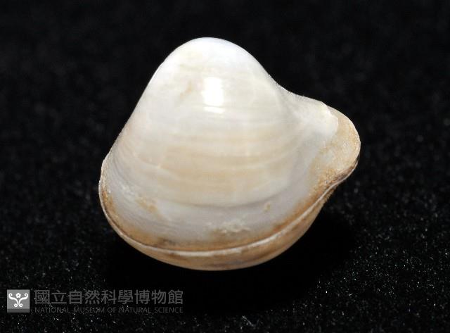 渾滾砂蛤藏品圖，第5張