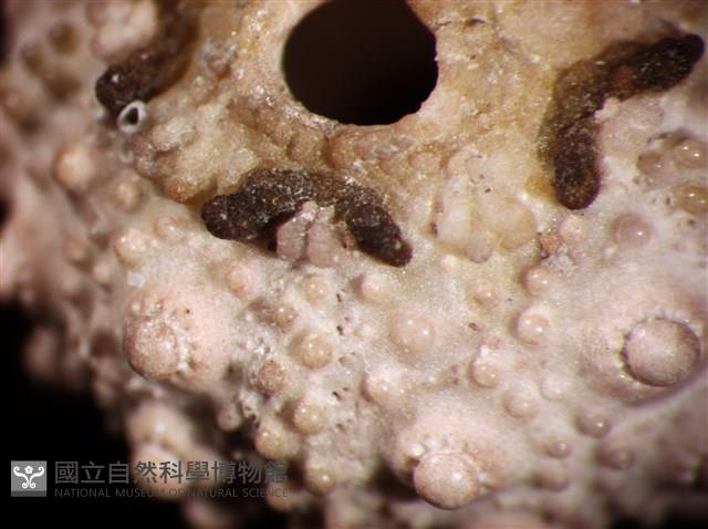 環棘深淵沙棱海膽藏品圖，第5張