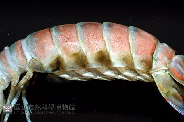 脊尾齒指蝦蛄藏品圖，第5張