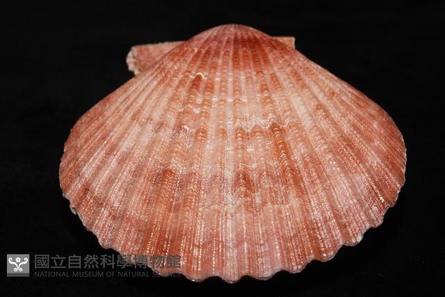 澳洲海扇蛤藏品圖，第5張