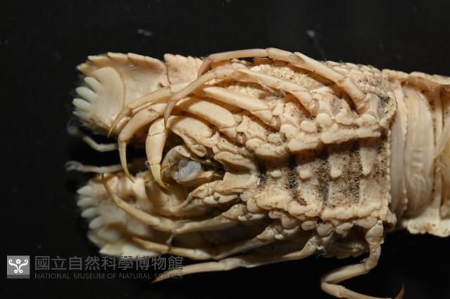 皺褶蟬蝦藏品圖，第5張