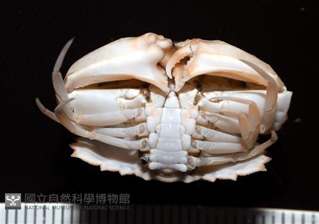 四斑饅頭蟹藏品圖，第5張