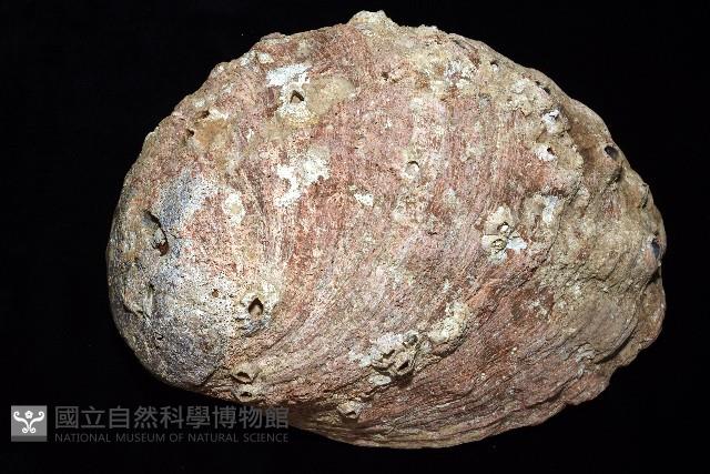 紅鮑螺藏品圖，第5張