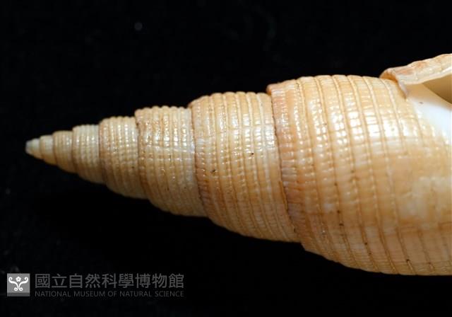 靈犀筆螺藏品圖，第5張