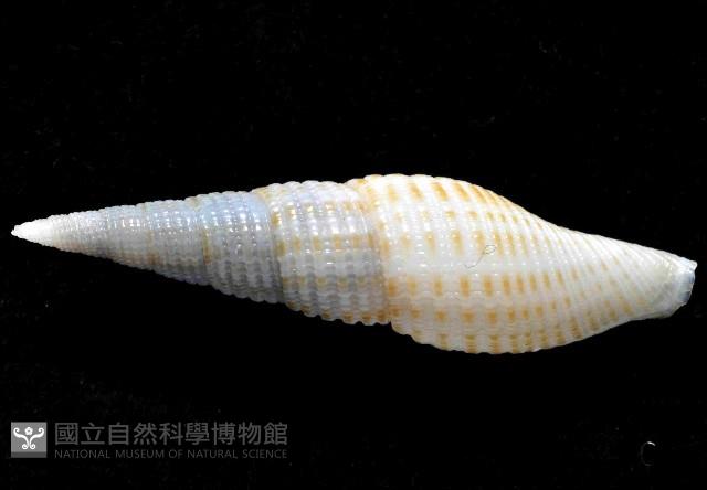 平稜筆螺藏品圖，第5張