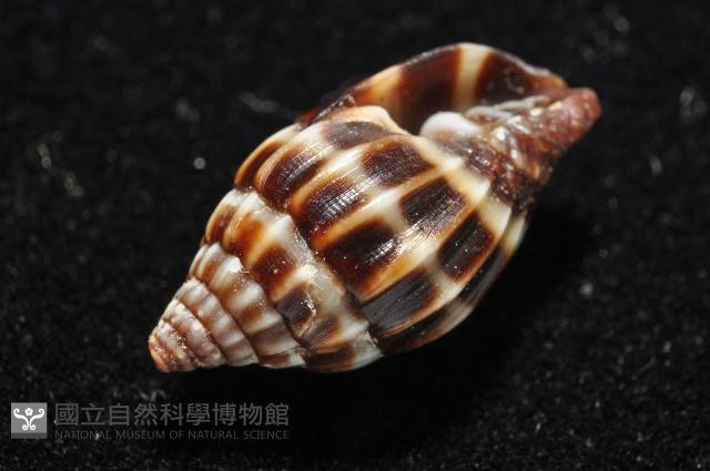 阡陌蛹筆螺藏品圖，第5張