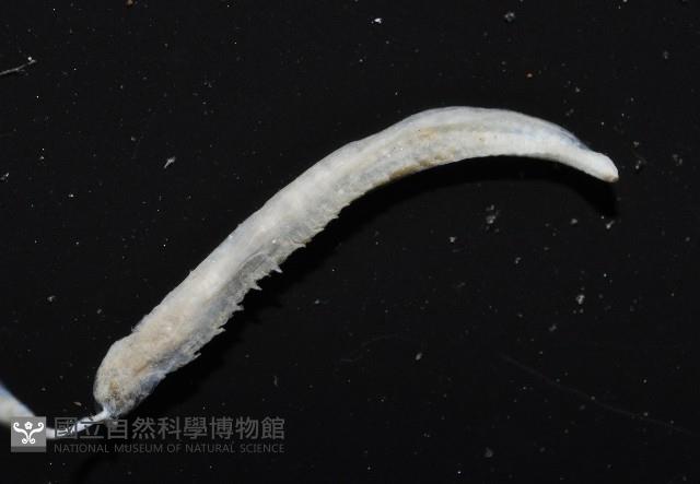 八里梳鰓蟲藏品圖，第5張