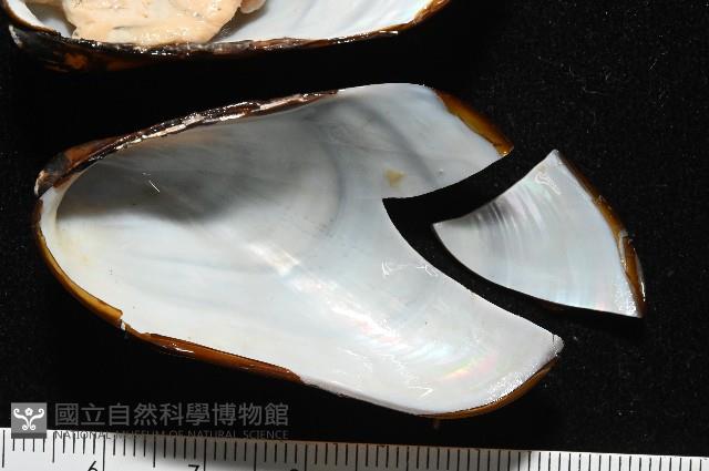 平端深海殼菜蛤藏品圖，第5張