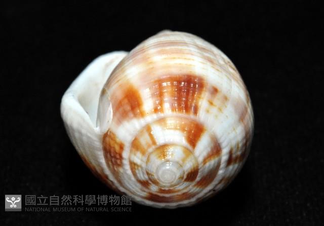 姆指筆螺藏品圖，第5張