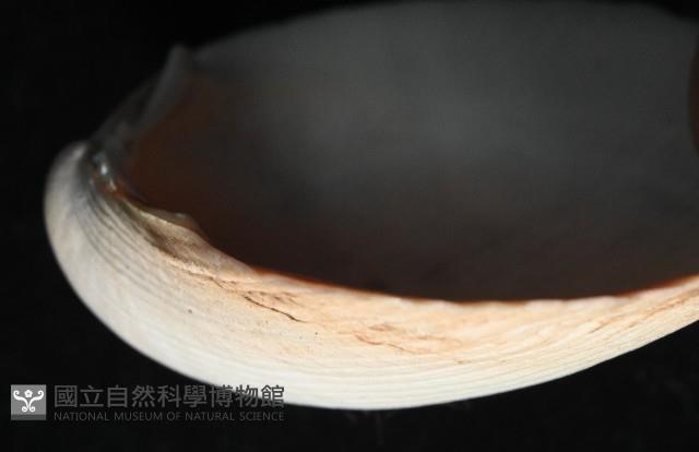 滑頂薄殼鳥尾蛤藏品圖，第5張