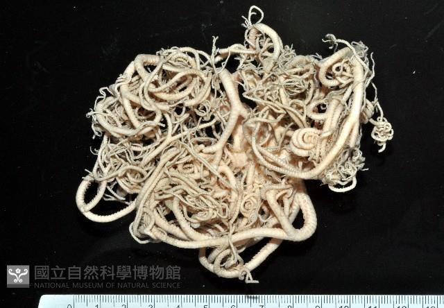 未知種筐蛇尾藏品圖，第5張