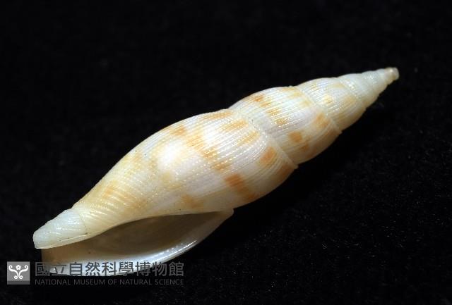 莫三比克布紋螺藏品圖，第5張