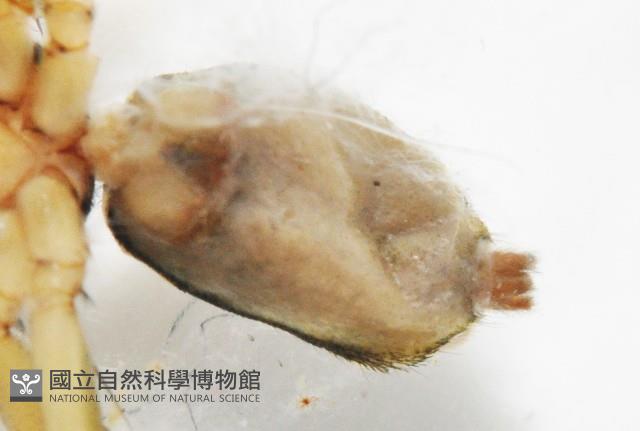 多色金毛蛛藏品圖，第5張