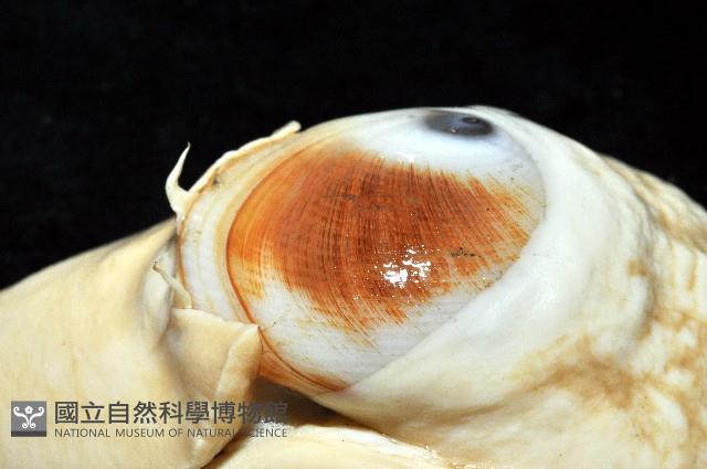 未知種扁玉螺藏品圖，第5張