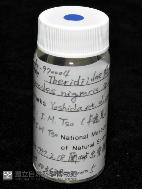 新種寄居姬蜘藏品圖，第5張