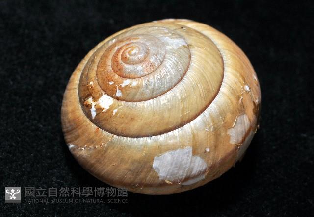 金崙栗蝸藏品圖，第5張
