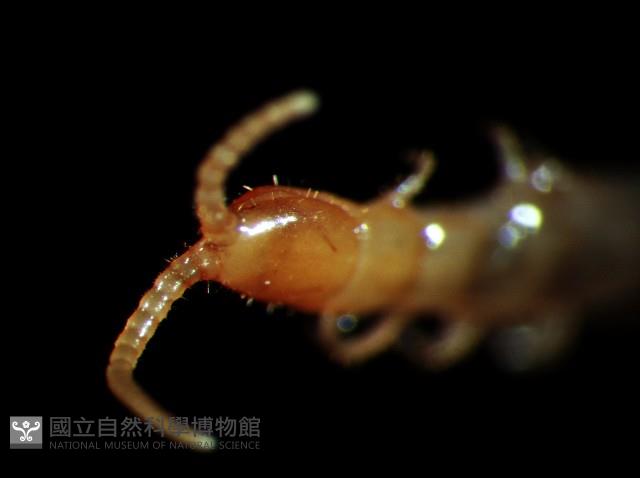 黑花盲蜈蚣藏品圖，第5張