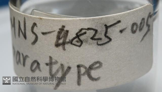 臺灣花瓣蛤藏品圖，第5張