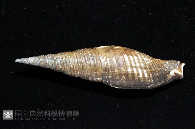 智慧筆螺藏品圖，第5張