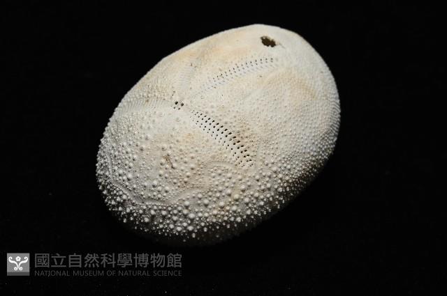 脊背壺海膽藏品圖，第5張