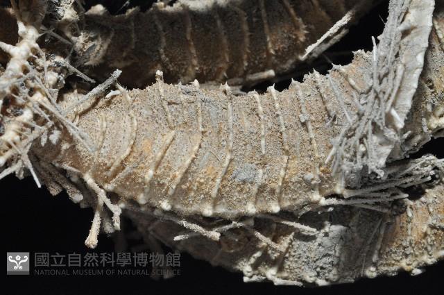 未知種項鍊海星藏品圖，第5張