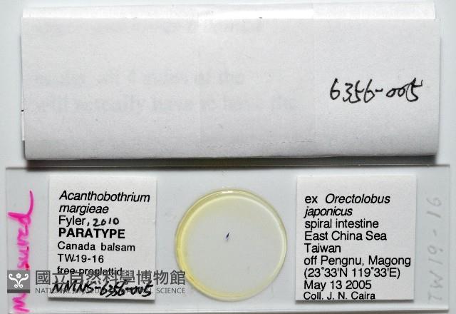 新種棘槽絛蟲藏品圖，第5張