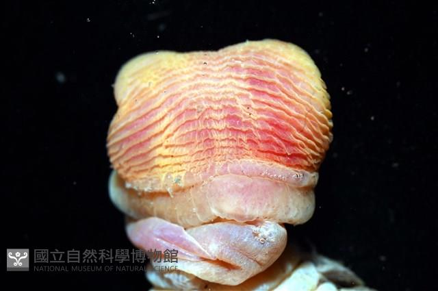 黃海毛蟲藏品圖，第5張