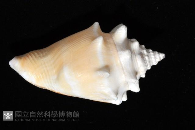 金拳鳳凰螺藏品圖，第5張