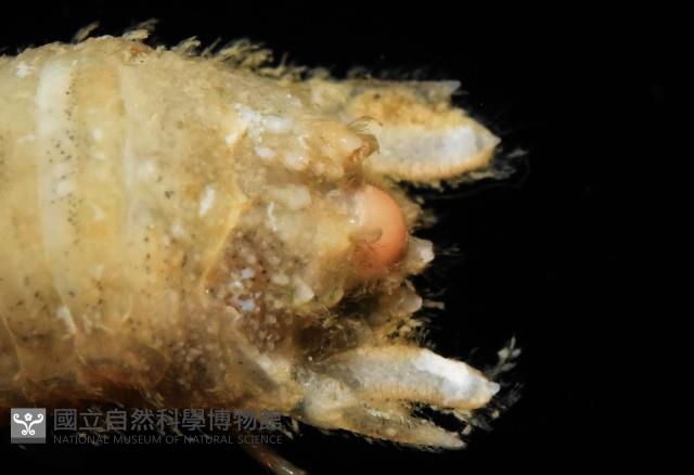 未知種團水虱藏品圖，第5張